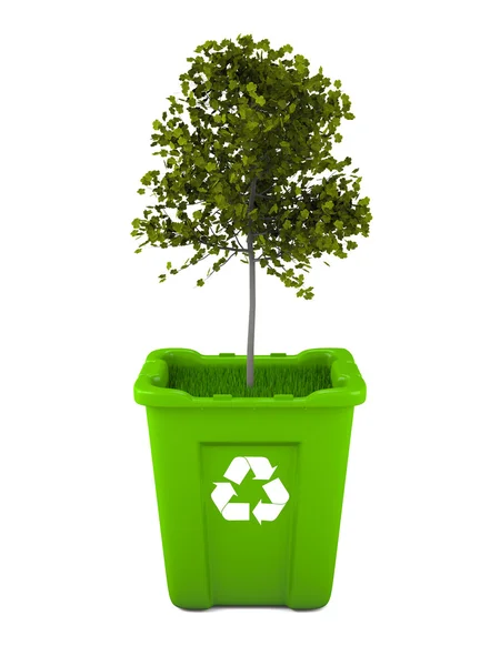 Maple tree growing in recycle bin — Stockfoto
