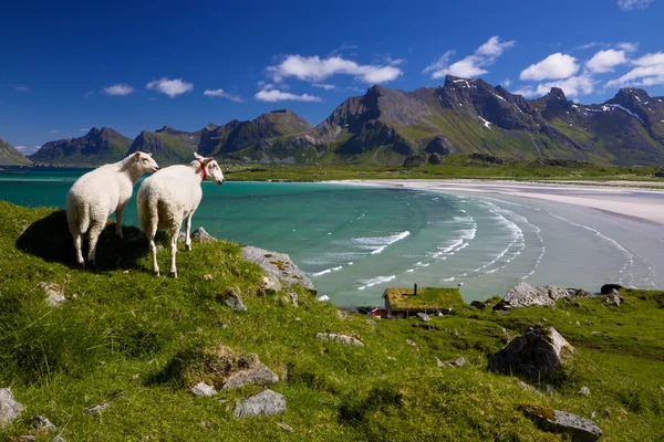 Hodowli owiec na Lofotach — Zdjęcie stockowe