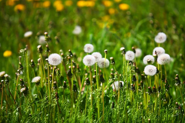 Dandelions de ar branco — Fotografia de Stock