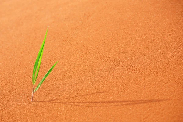 Germoglio verde solitario — Foto Stock