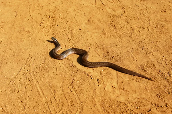 stock image Poisonous viper on the sandy road