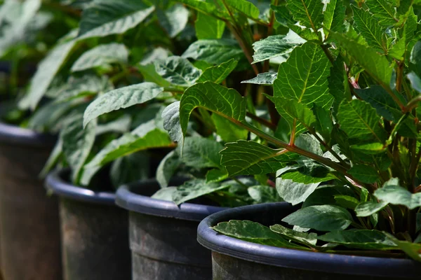 stock image Flower sprouts in pots