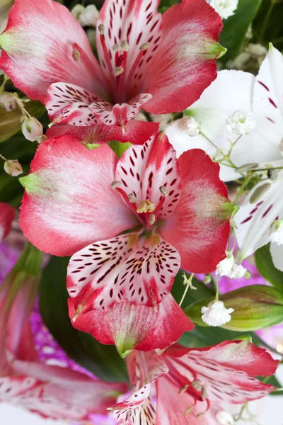 Blommor alstroemeria — Stockfoto