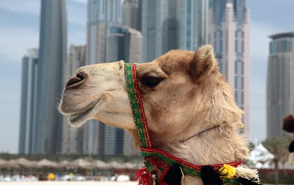 Camelo no fundo urbano — Fotografia de Stock