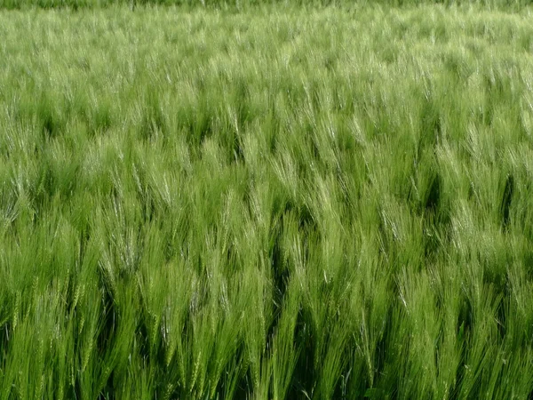 大麦场 — 图库照片