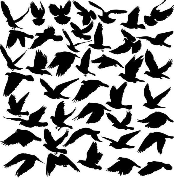Silhouettes de pigeons — Image vectorielle