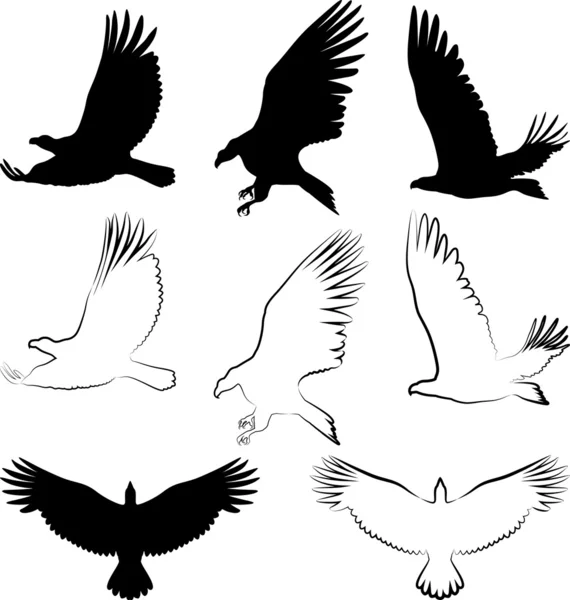 Halcón y águila — Archivo Imágenes Vectoriales