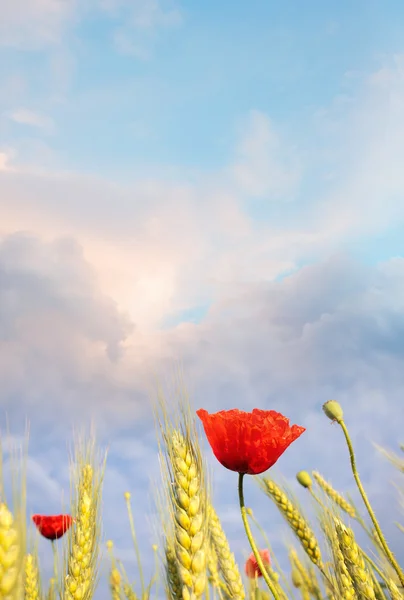 Field poppy against the blue sky. Summer morning — Stock Photo, Image