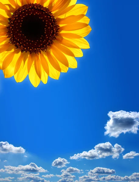 Zonnebloem tegen de blauwe lucht — Stockfoto