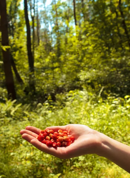 Άγρια φράουλα σε ένα χέρι στο άγριο ξύλο — Φωτογραφία Αρχείου