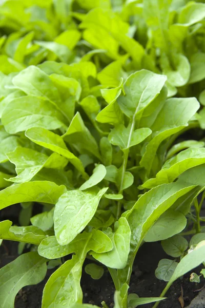 Rucola lettuce — Stock Photo, Image