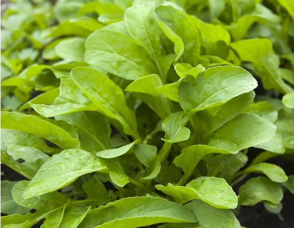 Rucola lettuce — Stock Photo, Image