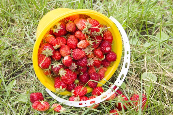 Mogna röda jordgubbar i en gul hink — Stockfoto