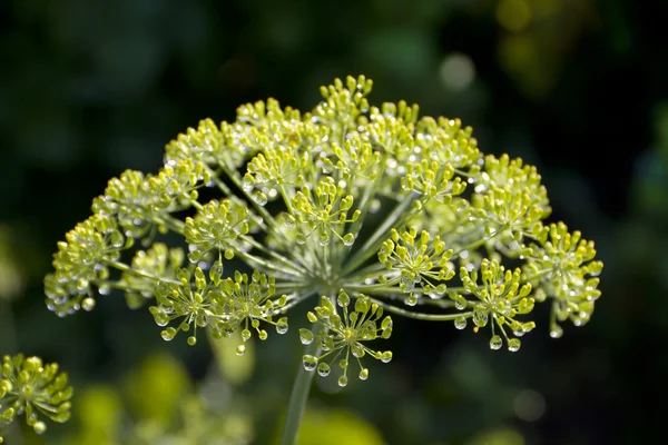 Dill in the water droplets Royalty Free Stock Images