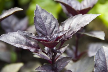 Embossed purple basil leaves closeup clipart