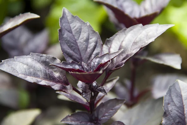 stock image Embossed purple basil leaves closeup