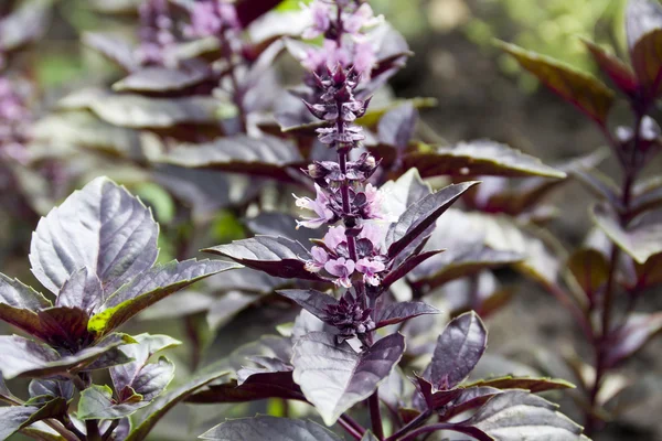 stock image Purple basil with flowers