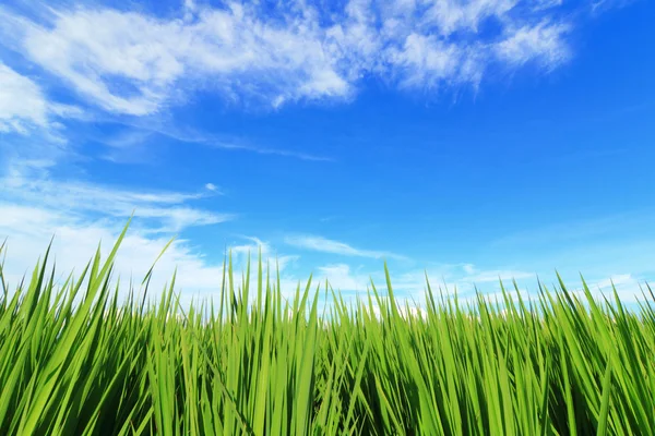 Rumput hijau dan langit biru — Stok Foto