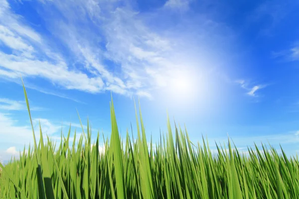 잔디, 하늘, 구름과 태양 — 스톡 사진