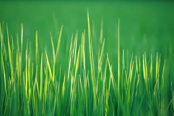 Grönt gräs makro närbild — Stockfoto