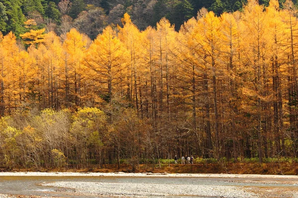 Krásný les na podzim — Stock fotografie