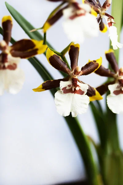 Orquídea de Oncidium Colmanara — Fotografia de Stock