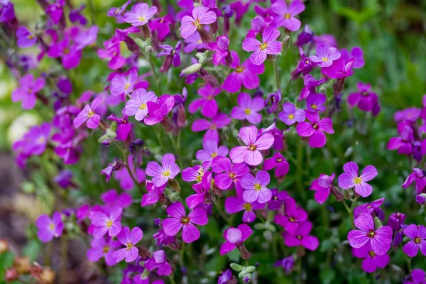 Blumenbeet der Aubrietia. — Stockfoto