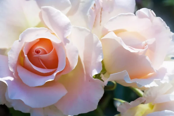 Розовые розы в саду — стоковое фото
