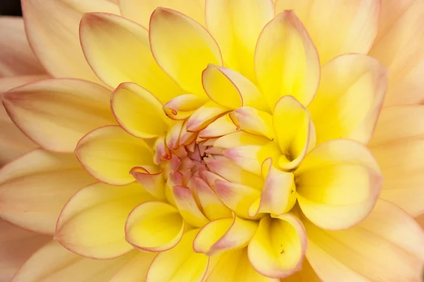 黄色のダリア — ストック写真