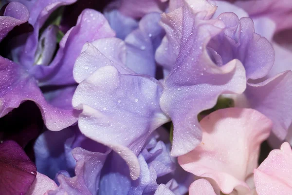 Flores de guisante —  Fotos de Stock