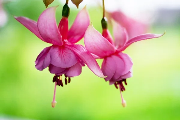 Flores fucsia —  Fotos de Stock