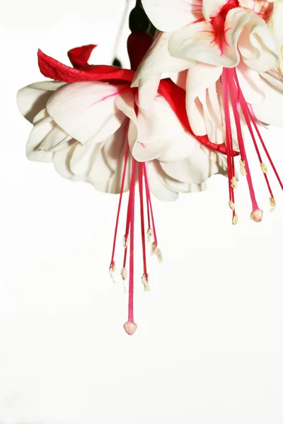 Fuchsia flowers — Stock Photo, Image