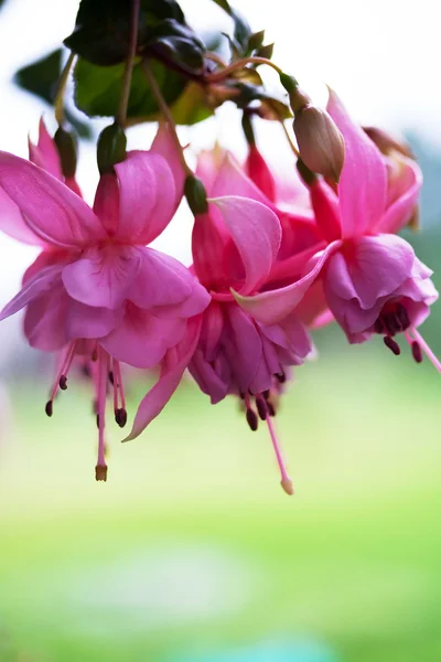 Fuchsia flowers — Stock Photo, Image