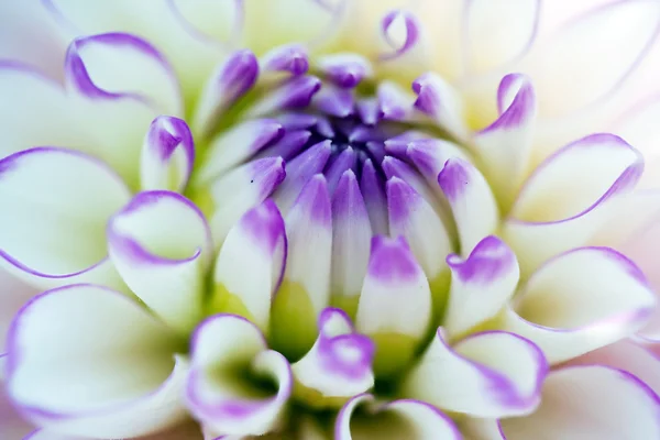Yıldız çiçeği makro — Stok fotoğraf