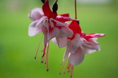Fuchsia flowers clipart