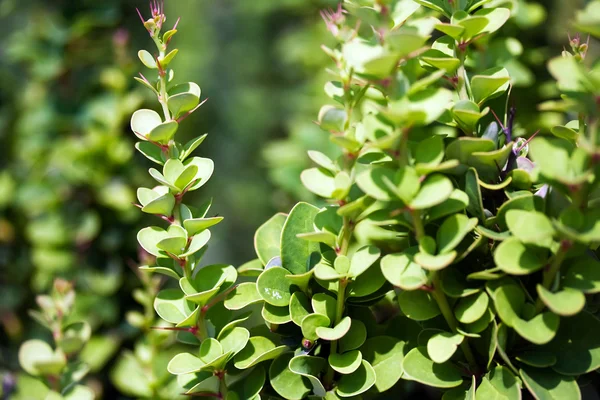 stock image Green bush