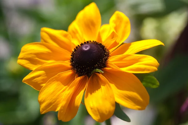 Flor de manzanilla amarilla — Foto de Stock