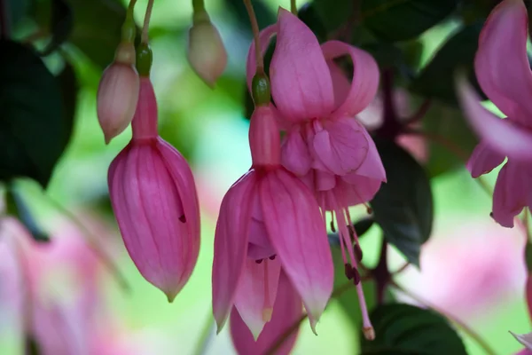 Fuchsia bloemen — Stockfoto