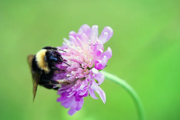 stock image Bumblebee on flower