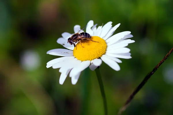Wespe auf Blume — Stockfoto