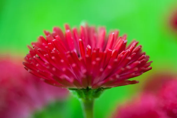 stock image Marguerite flower