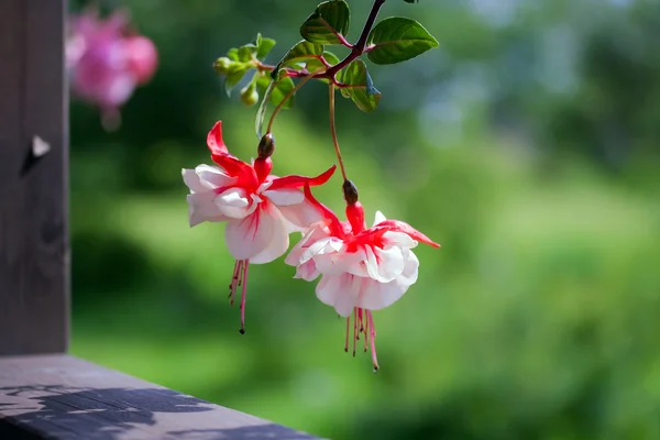 Fuchsienblüten — Stockfoto