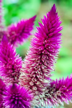 Celosia argentea flowerbed