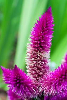 Celosia argentea flowerbed