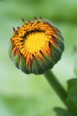 Calendula officinalis bud