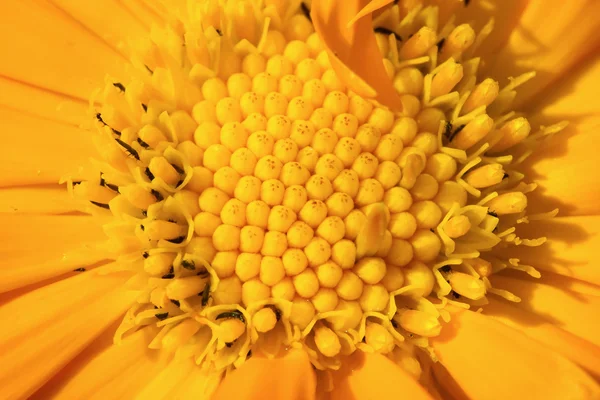 Calêndula officinalis flor macro — Fotografia de Stock