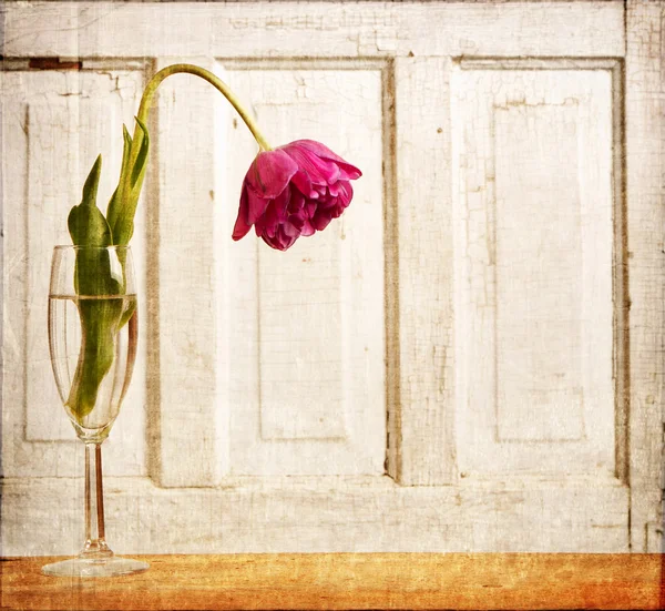 Wilted tulip — Stock Photo, Image