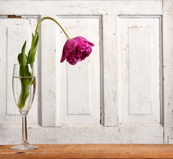 Tulipan więdnięty — Zdjęcie stockowe