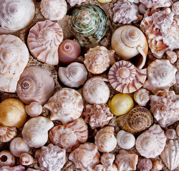 Коллекция морских раковин — стоковое фото