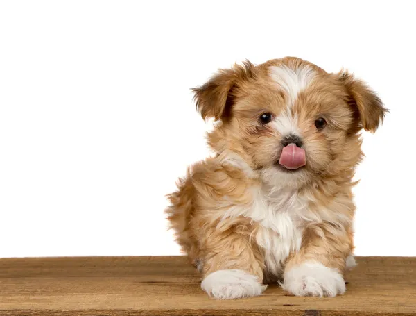 Funny puppy licking nose — Stock Photo, Image